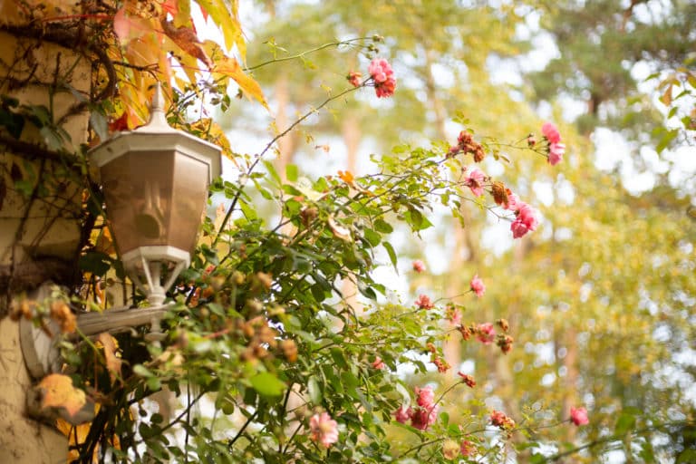 Hubertusallg-0811 – Hubertus Boltenhagen Lantern next to pink flowers and fall leaves in the garden.