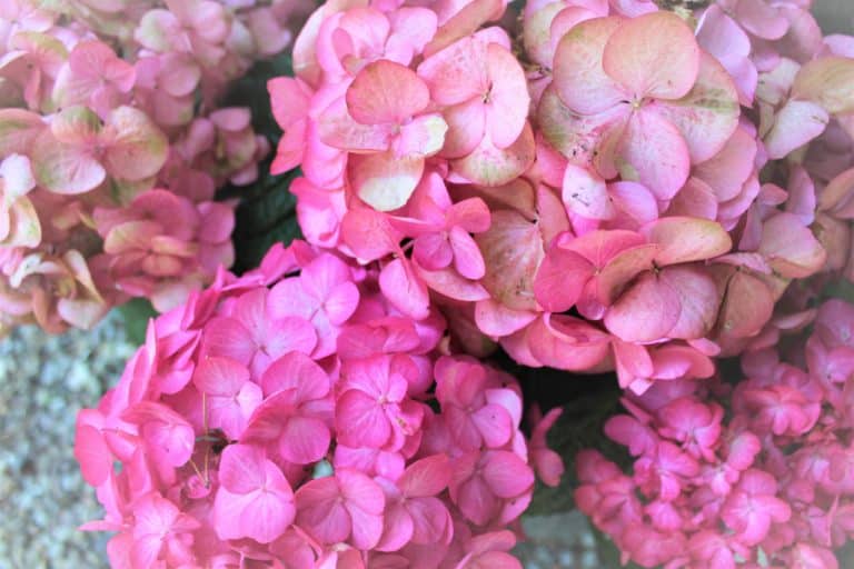 IMG_6365 (2) – Hubertus Boltenhagen Close-up of pink hydrangea flowers in full bloom.
