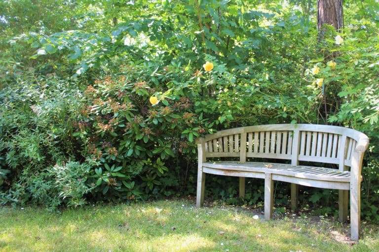 IMG_6370 (2) – Hubertus Boltenhagen Wooden bench in the sunny garden, surrounded by green foliage and bushes.