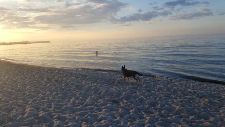 20180626_205851 – Hubertus Boltenhagen A dog runs along the quiet beach at sunset.