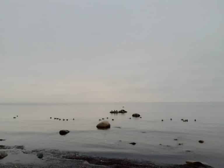 20211113_150743 – Hubertus Boltenhagen Cloudy sky over a quiet stretch of coast with stones and seagulls.