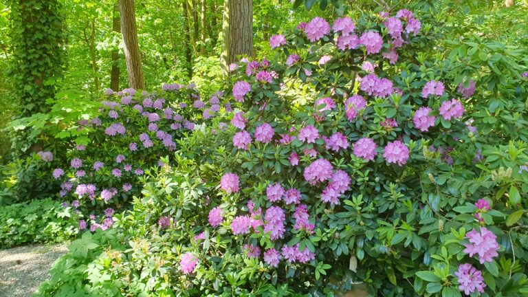 IMG-20240515-WA0036 – Hubertus Boltenhagen Lila blühende Rhododendren in einem grünen Wald.